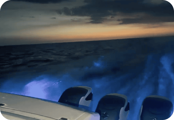 Marine marketing consultation